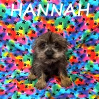 Hannah, a female Miniature Schnauzer and Yorkshire Terrier for sale in New Richland, MN – Photo 3 of 3
