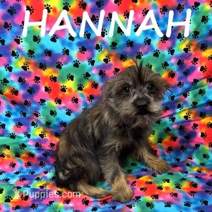 Hannah – Miniature Schnauzer, Yorkshire Terrier puppy for sale in New Richland, MN