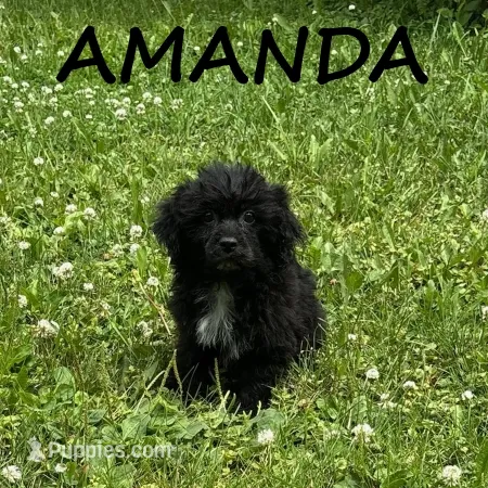 Amanda – Shihpoo puppy for sale in New Richland, MN