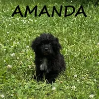 Amanda, a female Shihpoo for sale in New Richland, MN – 1 of 3