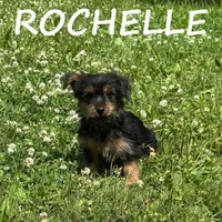 Rochelle, a female Yorkipoo for sale in New Richland, MN – 3 of 3