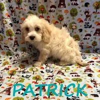 Patrick, a male Cockapoo for sale in New Richland, MN – Photo 3 of 3