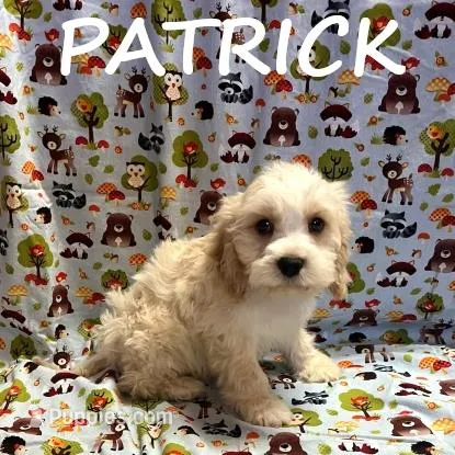 Patrick, a male Cockapoo for sale in New Richland, MN – Photo 1 of 3