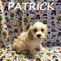 Patrick, a male Cockapoo for sale in New Richland, MN – Photo 1 of 3