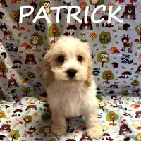 Patrick, a male Cockapoo for sale in New Richland, MN – Photo 2 of 3