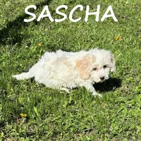 Sascha, a female Cockapoo for sale in New Richland, MN – 3 of 3