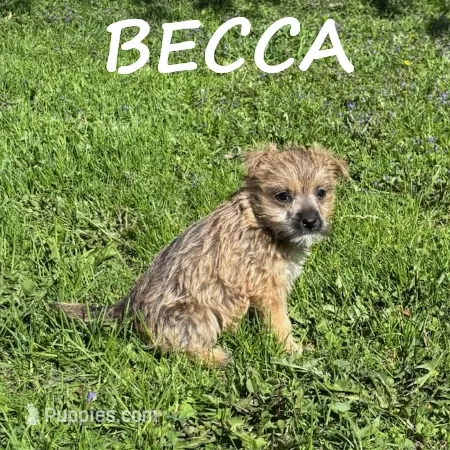 Becca – Cairn Terrier, Bichpoo puppy for sale in New Richland, MN