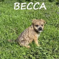 Becca, a female Cairn Terrier and Bichpoo for sale in New Richland, MN – 1 of 4