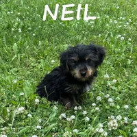 Neil, a male Yorkipoo for sale in New Richland, MN – 3 of 3