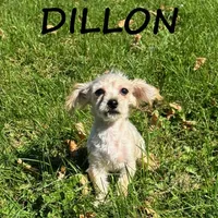 Dillon, a male Yorkipoo for sale in New Richland, MN – 2 of 3