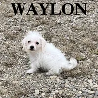 Waylon, a male Schnoodle for sale in New Richland, MN – 2 of 3
