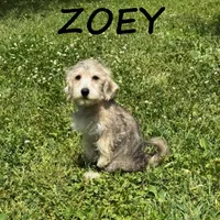 Zoey, a female Schnoodle for sale in New Richland, MN – 2 of 3