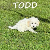 Todd, a male Cockapoo for sale in New Richland, MN – 3 of 3