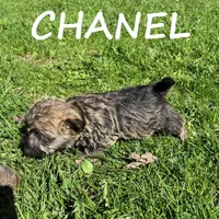 Chanel, a female Cairn Terrier and Bichpoo for sale in New Richland, MN – 3 of 4