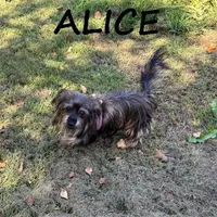 Alice Spayed, a female Miniature Schnauzer and Yorkshire Terrier for sale in New Richland, MN – 3 of 3