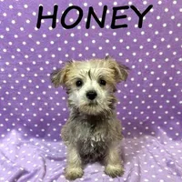 Honey, a female Schnoodle for sale in New Richland, MN – Photo 3 of 3