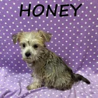 Honey, a female Schnoodle for sale in New Richland, MN – Photo 2 of 3