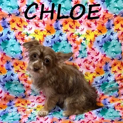 Chloe