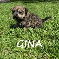 Gina, a female Cairn Terrier and Bichpoo for sale in New Richland, MN – 3 of 4