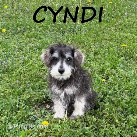 Cyndi – Schnoodle puppy for sale in New Richland, MN