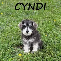 Cyndi, a female Schnoodle for sale in New Richland, MN – 1 of 3