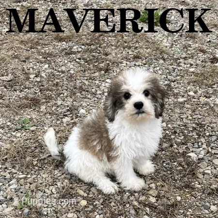 Maverick – Schnoodle puppy for sale in New Richland, MN