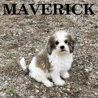Maverick, a male Schnoodle for sale in New Richland, MN – 1 of 4