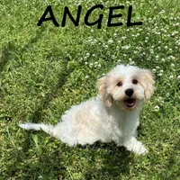 Angel , a female Cockapoo for sale in New Richland, MN – 2 of 3