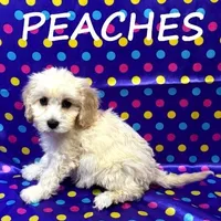 Peaches, a female Cockapoo for sale in New Richland, MN – Photo 2 of 3