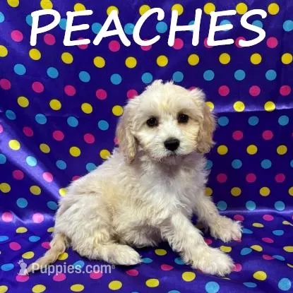 Peaches