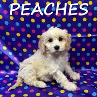 Peaches, a female Cockapoo for sale in New Richland, MN – Photo 1 of 3