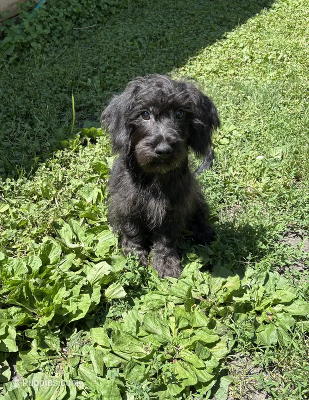 Titus – Yorkipoo puppy for sale in New Richland, MN