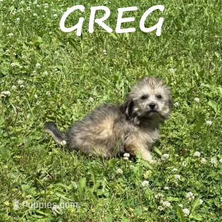 Greg – Shihpoo puppy for sale in New Richland, MN