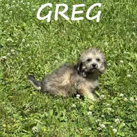 Greg, a male Shihpoo for sale in New Richland, MN – 1 of 3