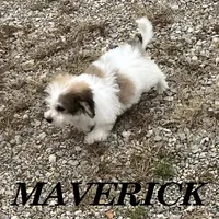 Maverick, a male Schnoodle for sale in New Richland, MN – 4 of 4