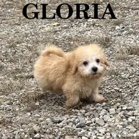 Gloria, a female Schnoodle for sale in New Richland, MN – 2 of 3