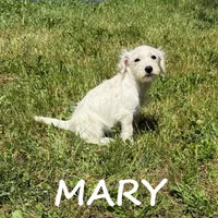Mary, a female Schnoodle for sale in New Richland, MN – 2 of 3