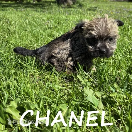 Chanel – Cairn Terrier, Bichpoo puppy for sale in New Richland, MN