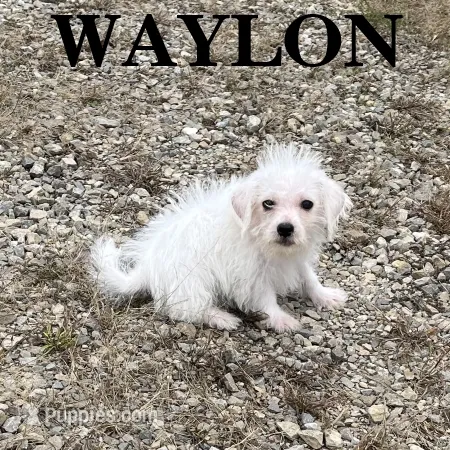 Waylon – Schnoodle puppy for sale in New Richland, MN