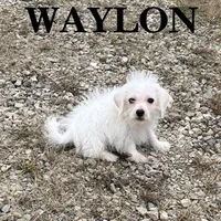 Waylon, a male Schnoodle for sale in New Richland, MN – 1 of 3