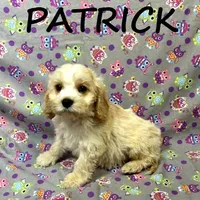 Patrick, a male Cockapoo for sale in New Richland, MN – Photo 1 of 3