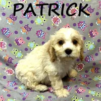 Patrick, a male Cockapoo for sale in New Richland, MN – Photo 3 of 3