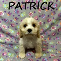 Patrick, a male Cockapoo for sale in New Richland, MN – Photo 2 of 3