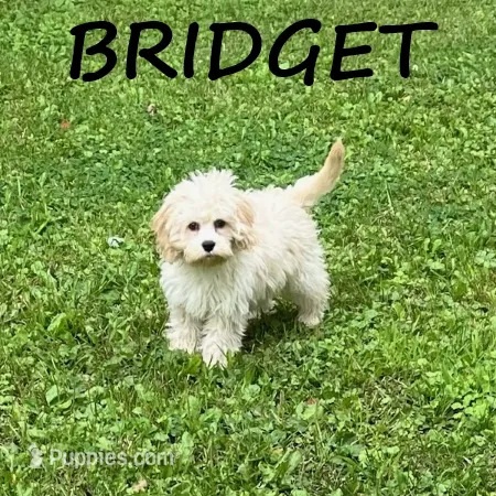 Bridget – Cockapoo puppy for sale in New Richland, MN