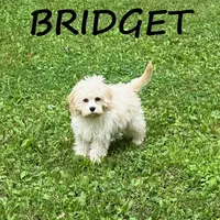 Bridget, a female Cockapoo for sale in New Richland, MN – 1 of 3