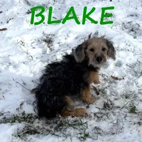 Blake, a male Yorkipoo for sale in New Richland, MN – Photo 3 of 3