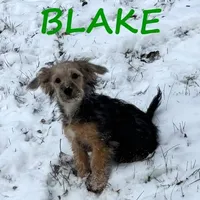 Blake, a male Yorkipoo for sale in New Richland, MN – Photo 1 of 3