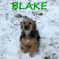 Blake, a male Yorkipoo for sale in New Richland, MN – Photo 2 of 3