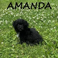 Amanda, a female Shihpoo for sale in New Richland, MN – 2 of 3