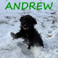 Andrew Neutered, a male Schnoodle for sale in New Richland, MN – Photo 4 of 4